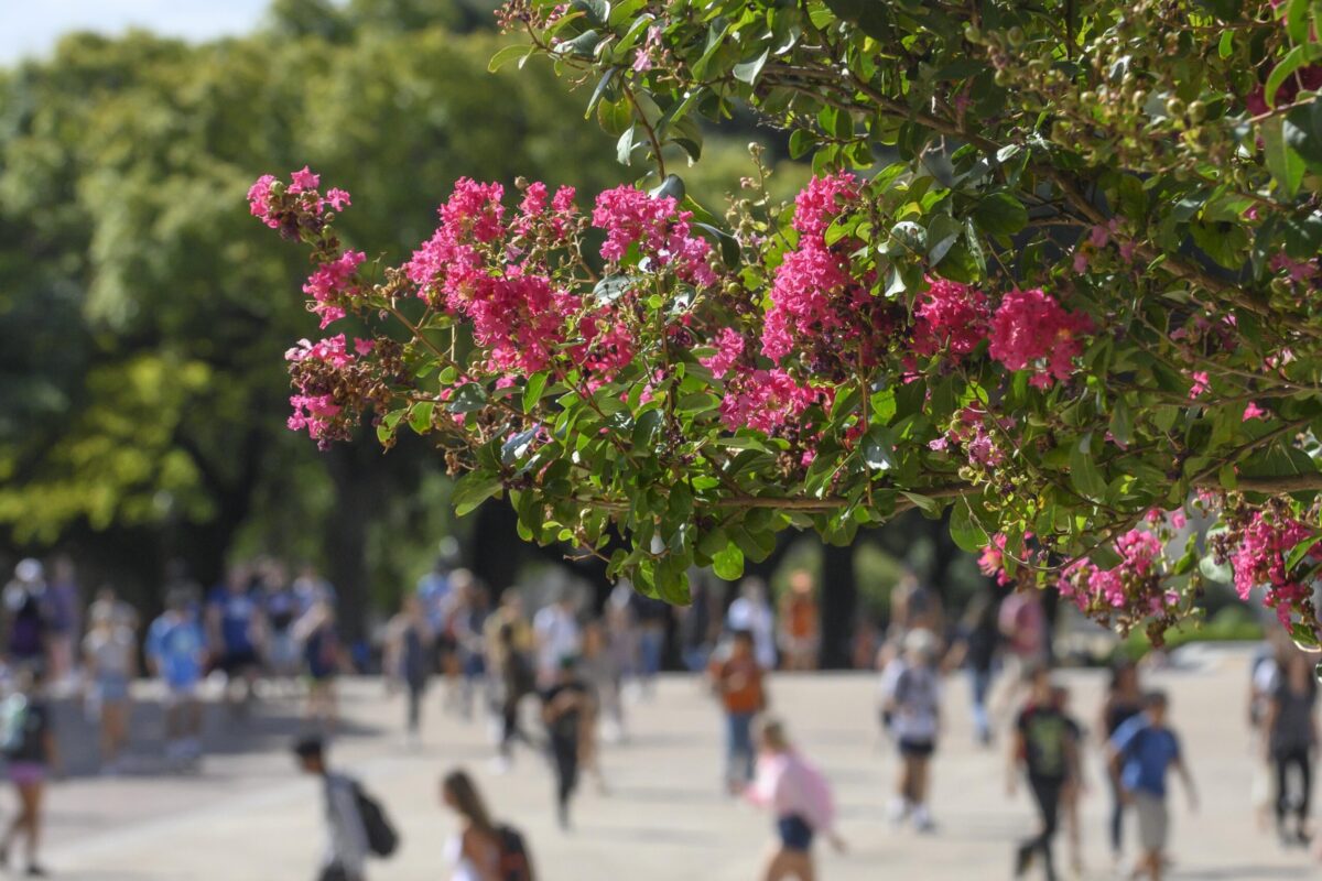 Students crossing Main Mall and crape myrtles 2019